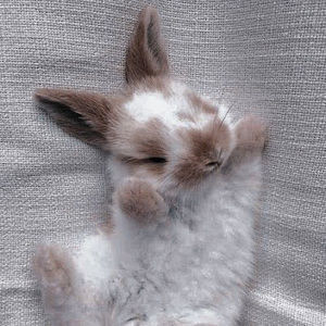 Meet your Posher, Jane